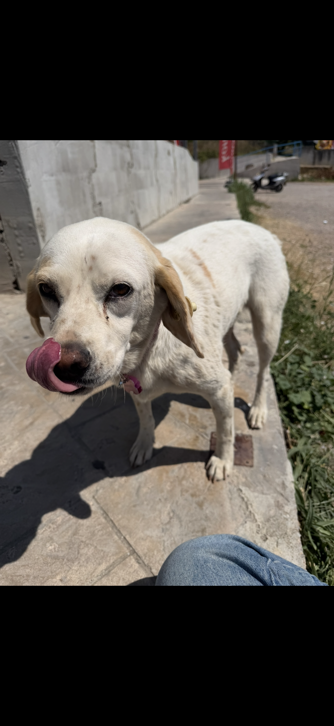 Kuruçeşme kaybolan köpek