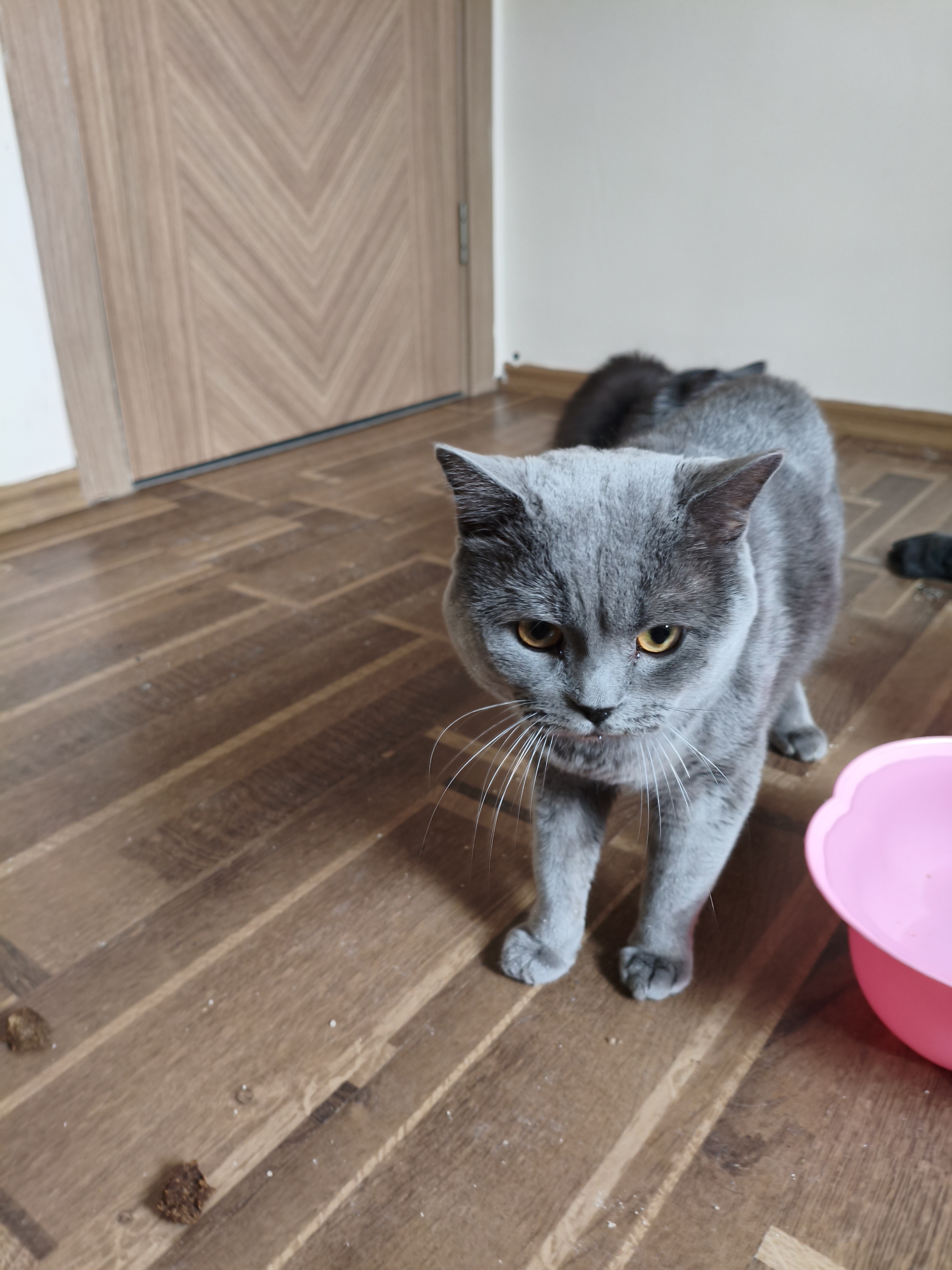 Ankara'da 3 yaşında British Shorthair erkek kedi yuva arıyor