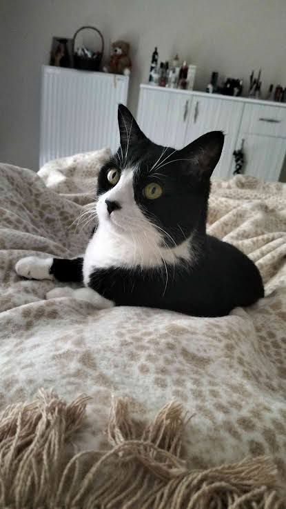 Kadıköy'de de kayıp kedi
