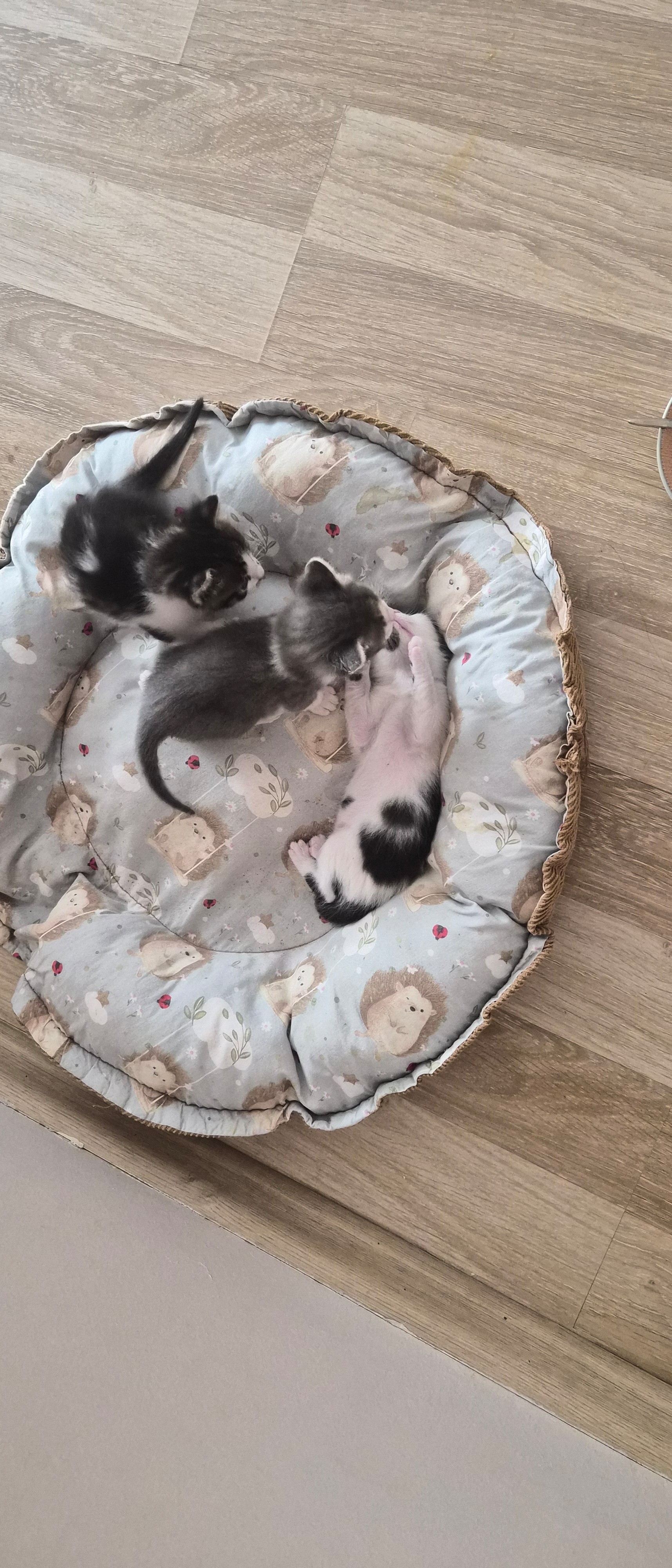 1 aylık 3 yavru kedi