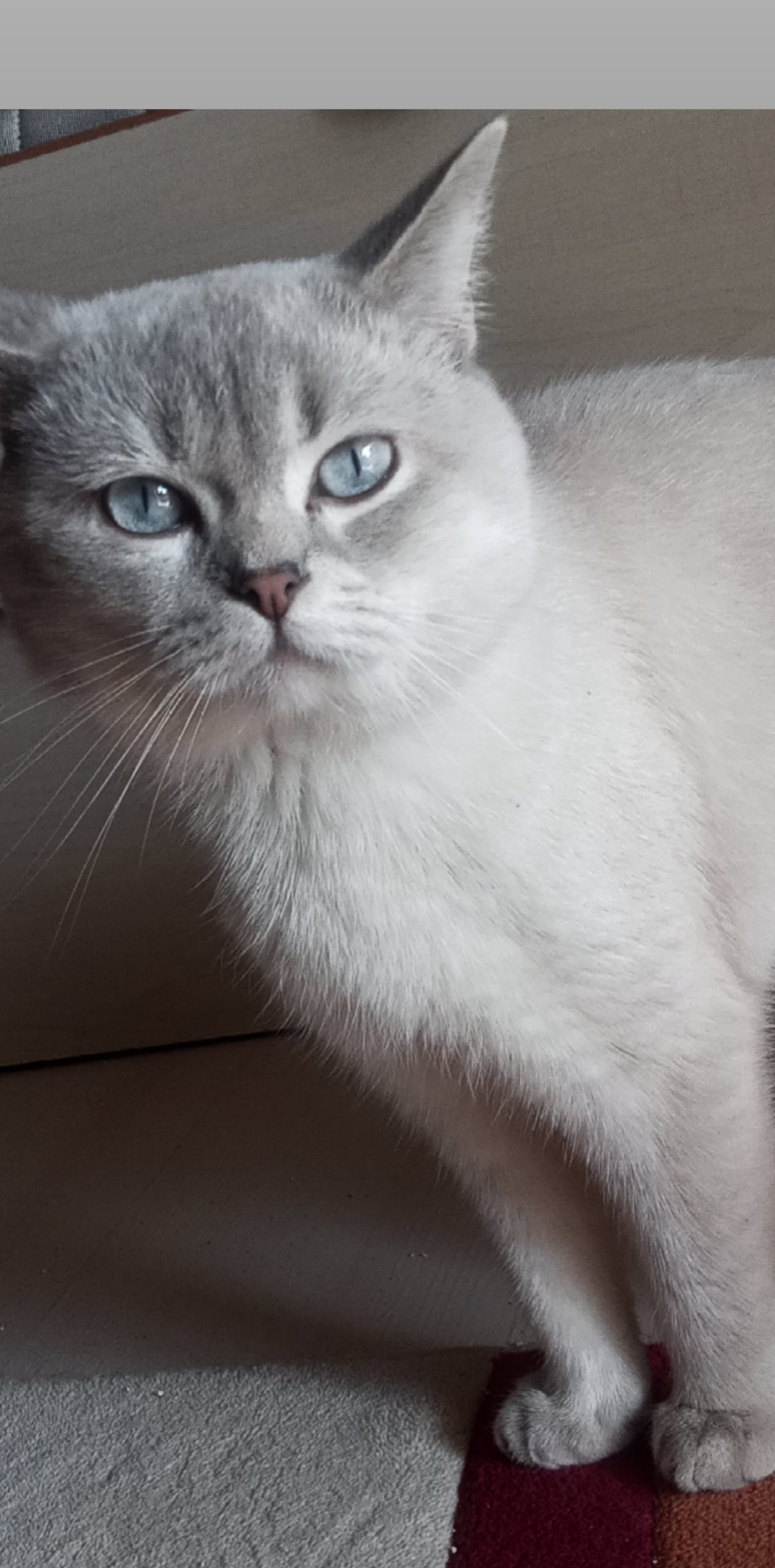1 yaşında british short hair