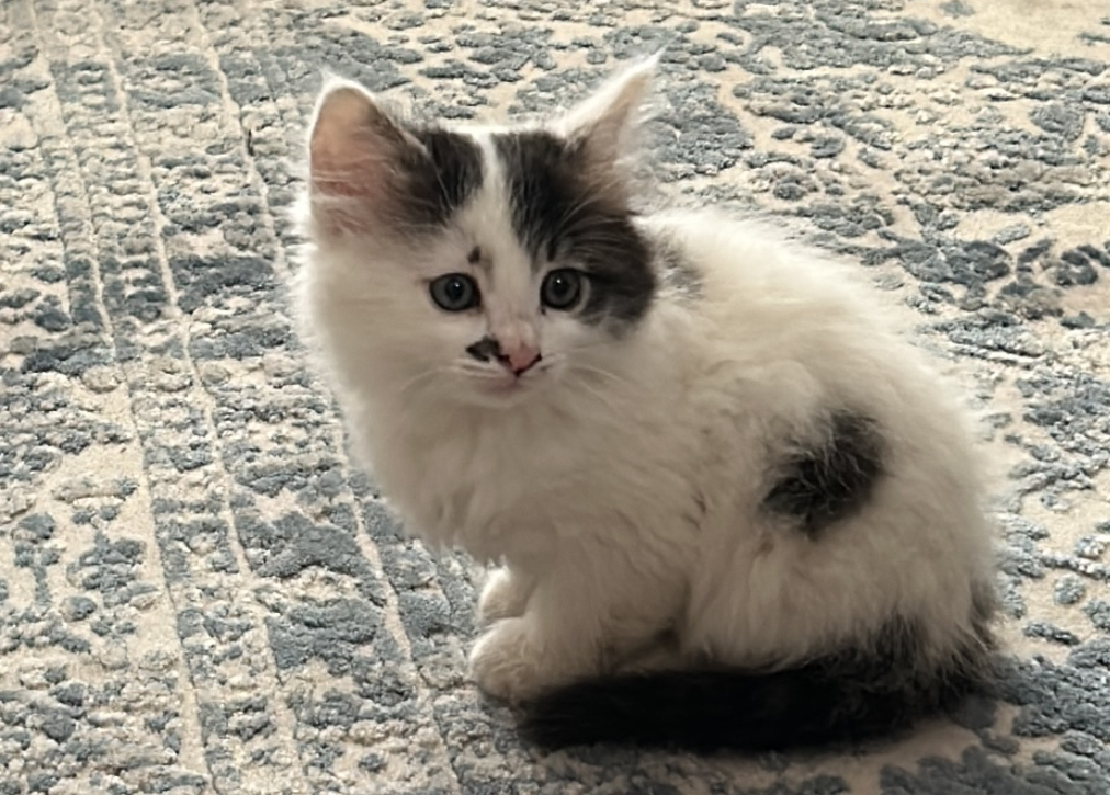 Erzurum'da gizemli kayıp