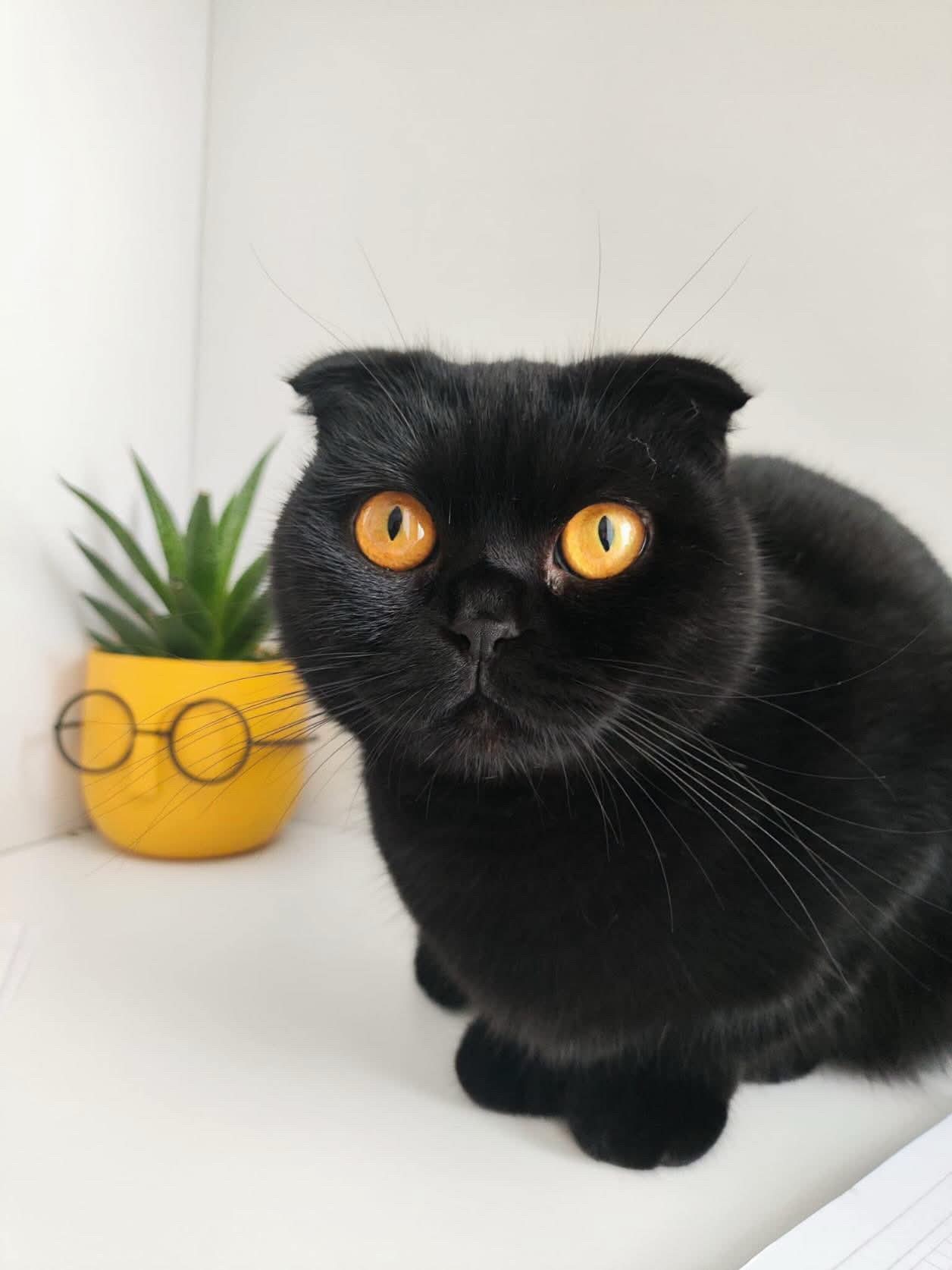 3 yaşında scottish Fold sahiplendirilecektir