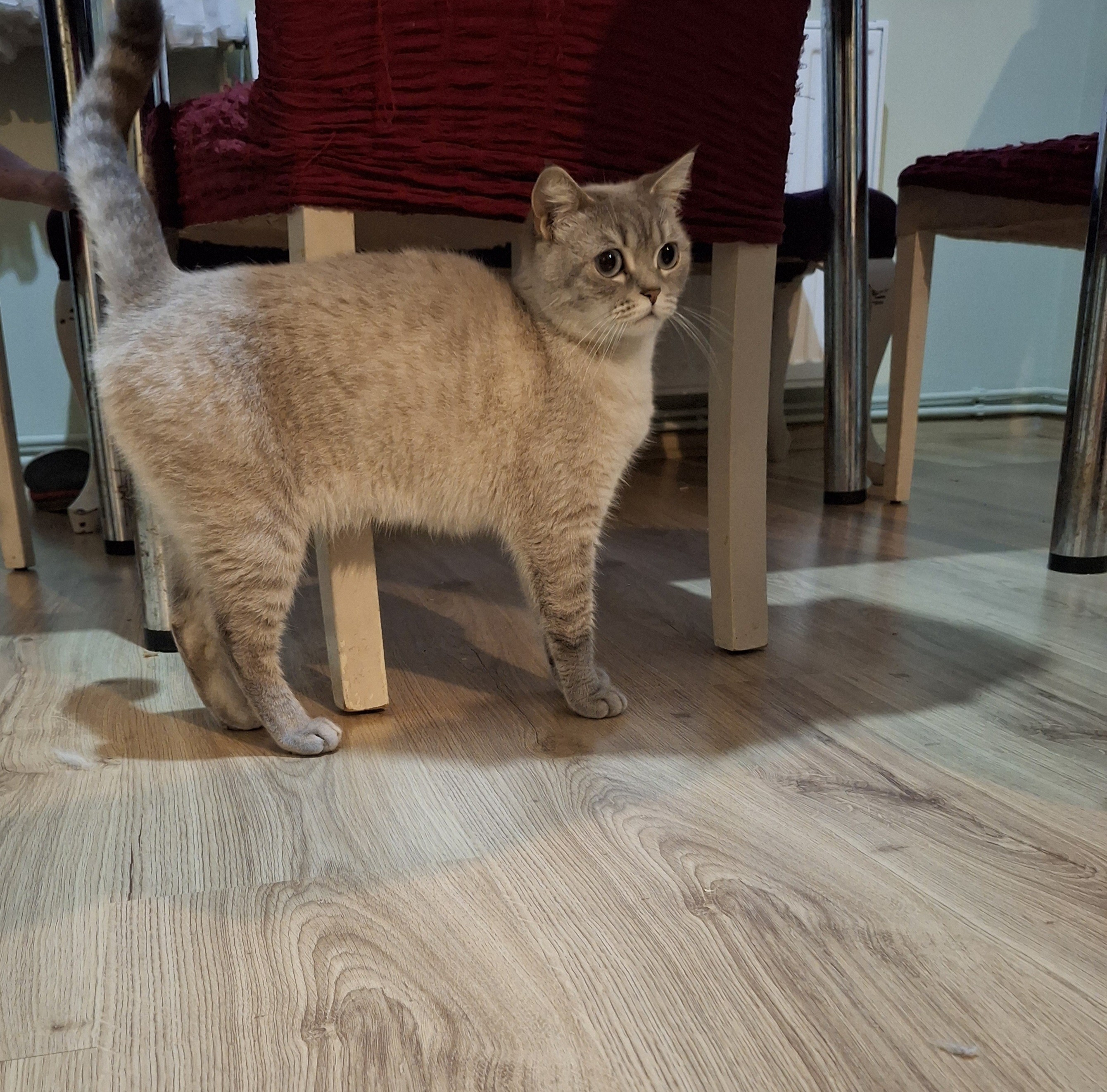 İki tane british blue point