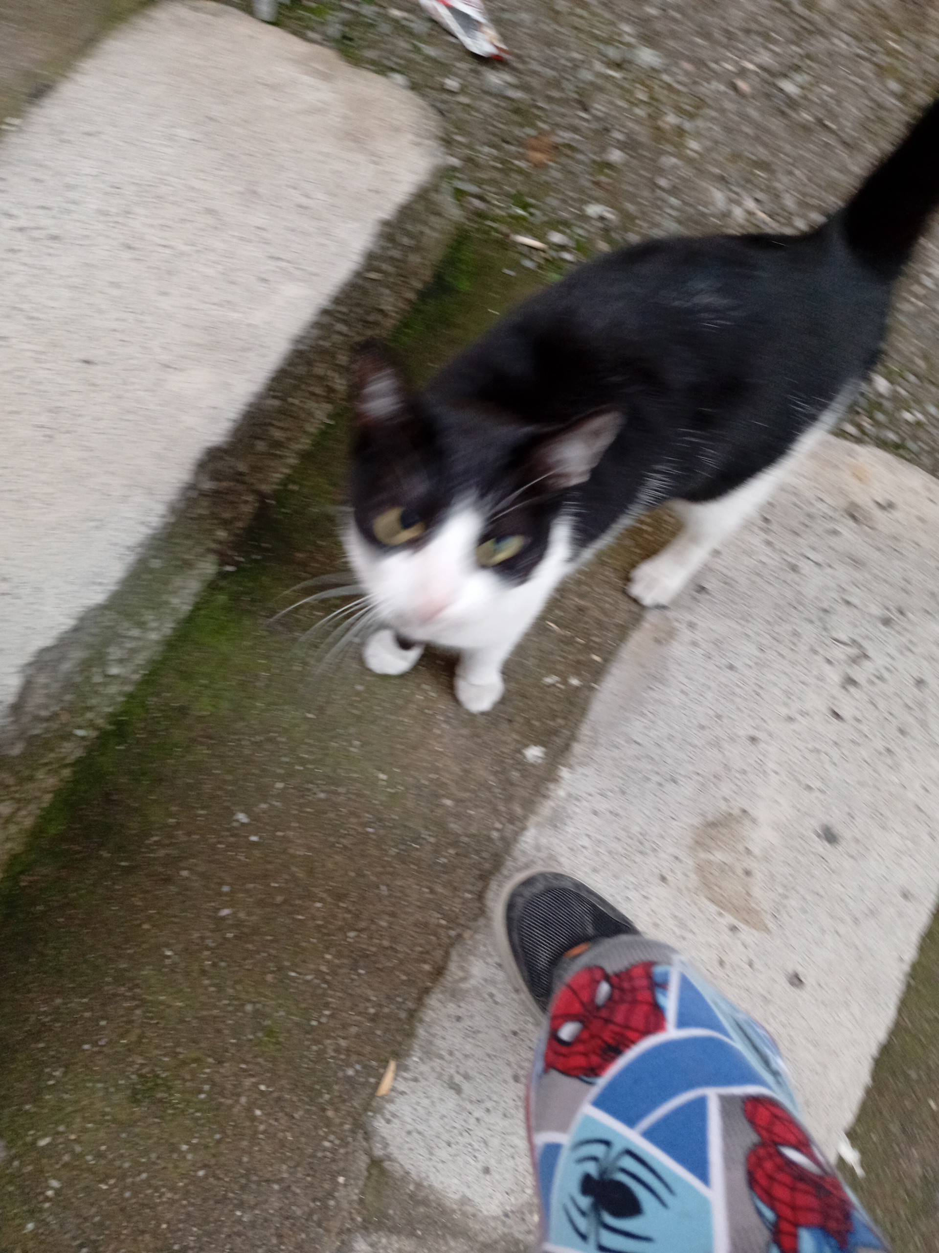 İzmir Bayraklı ilçesinde kaybolan bir kedi