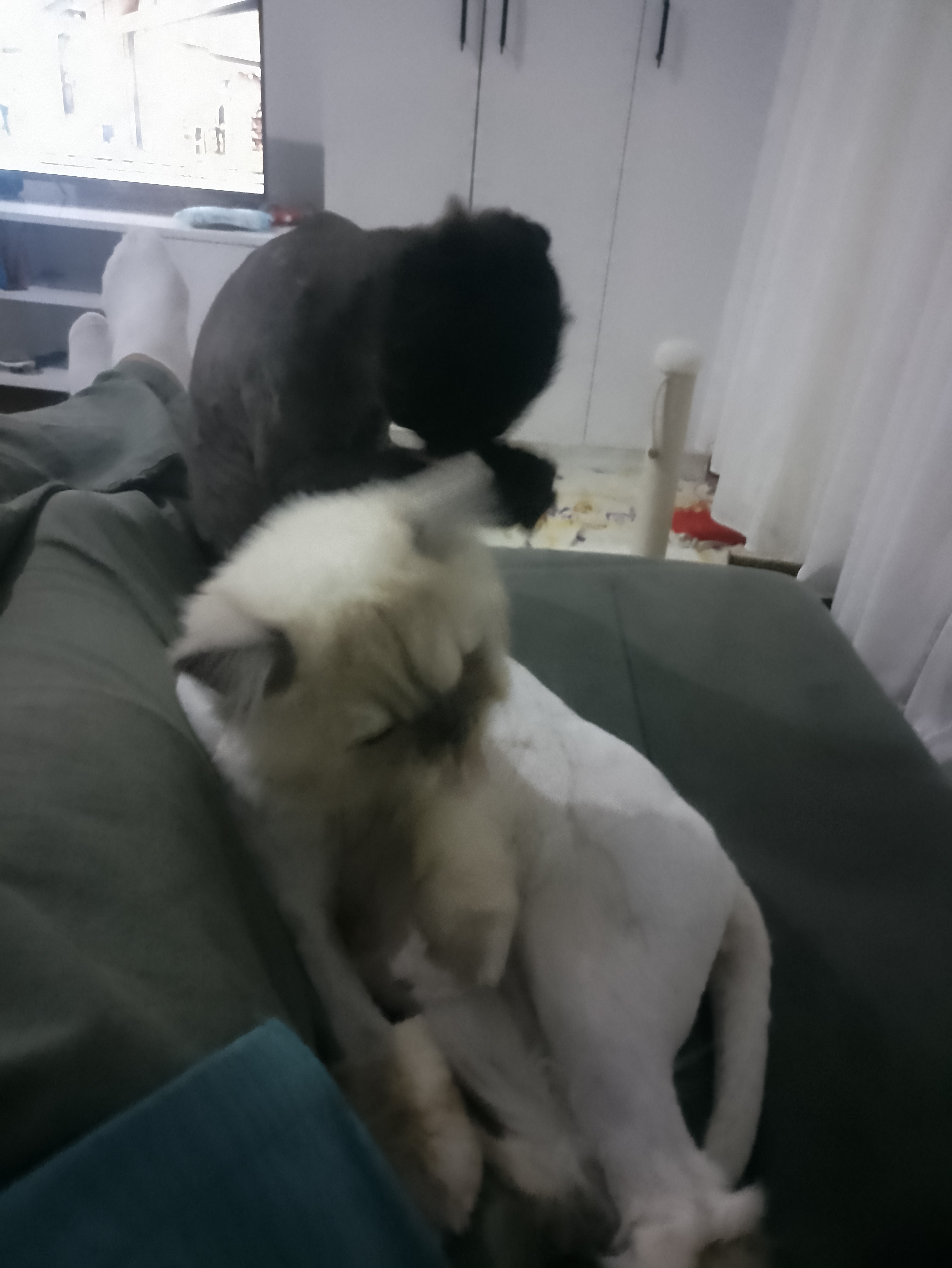 Yeni yuvasını ariyoruz