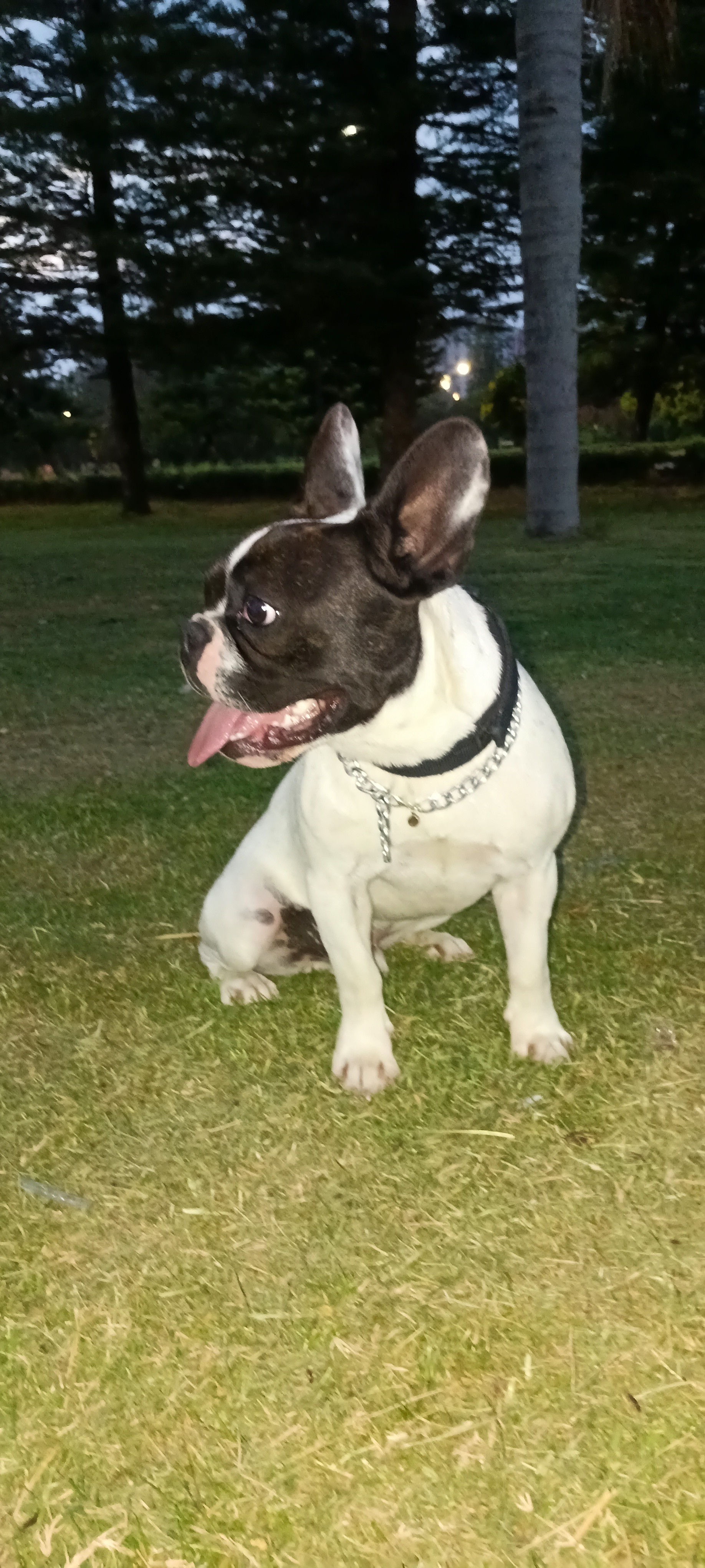 1.5 yasinda Fransız buldog