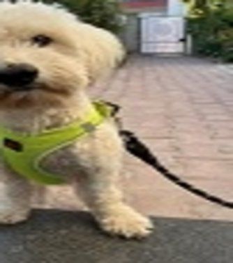 Kayıp köpeğimiz bulut