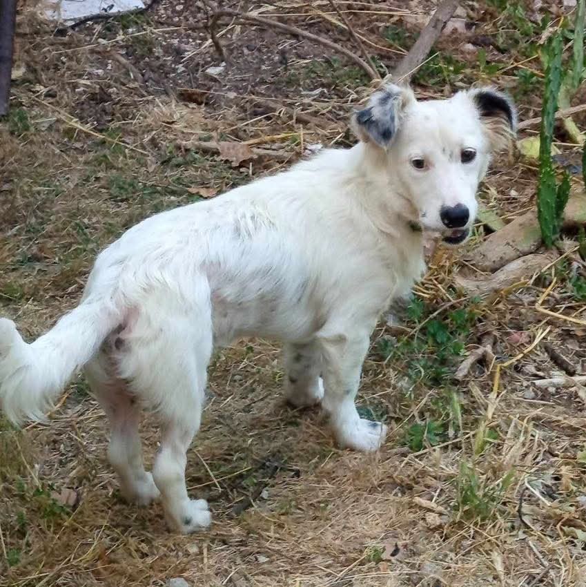 Kayıp köpek ilanı