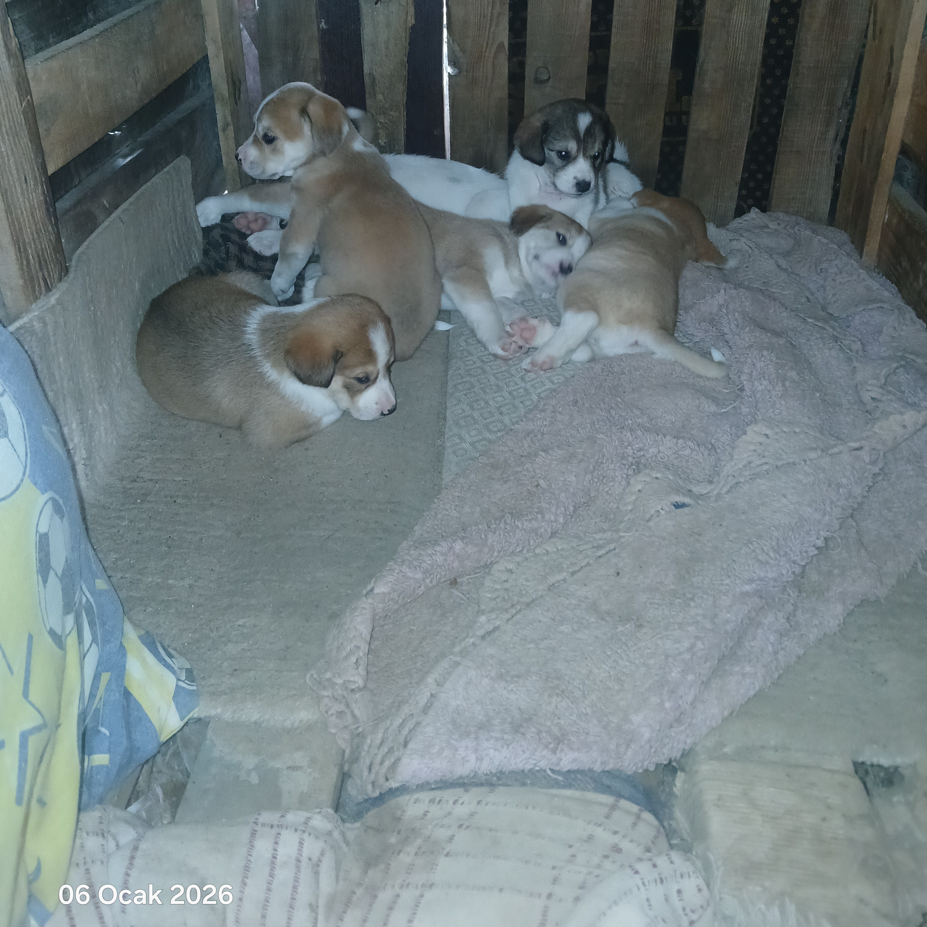 6 tane yavru köpek acil yuva lütfen