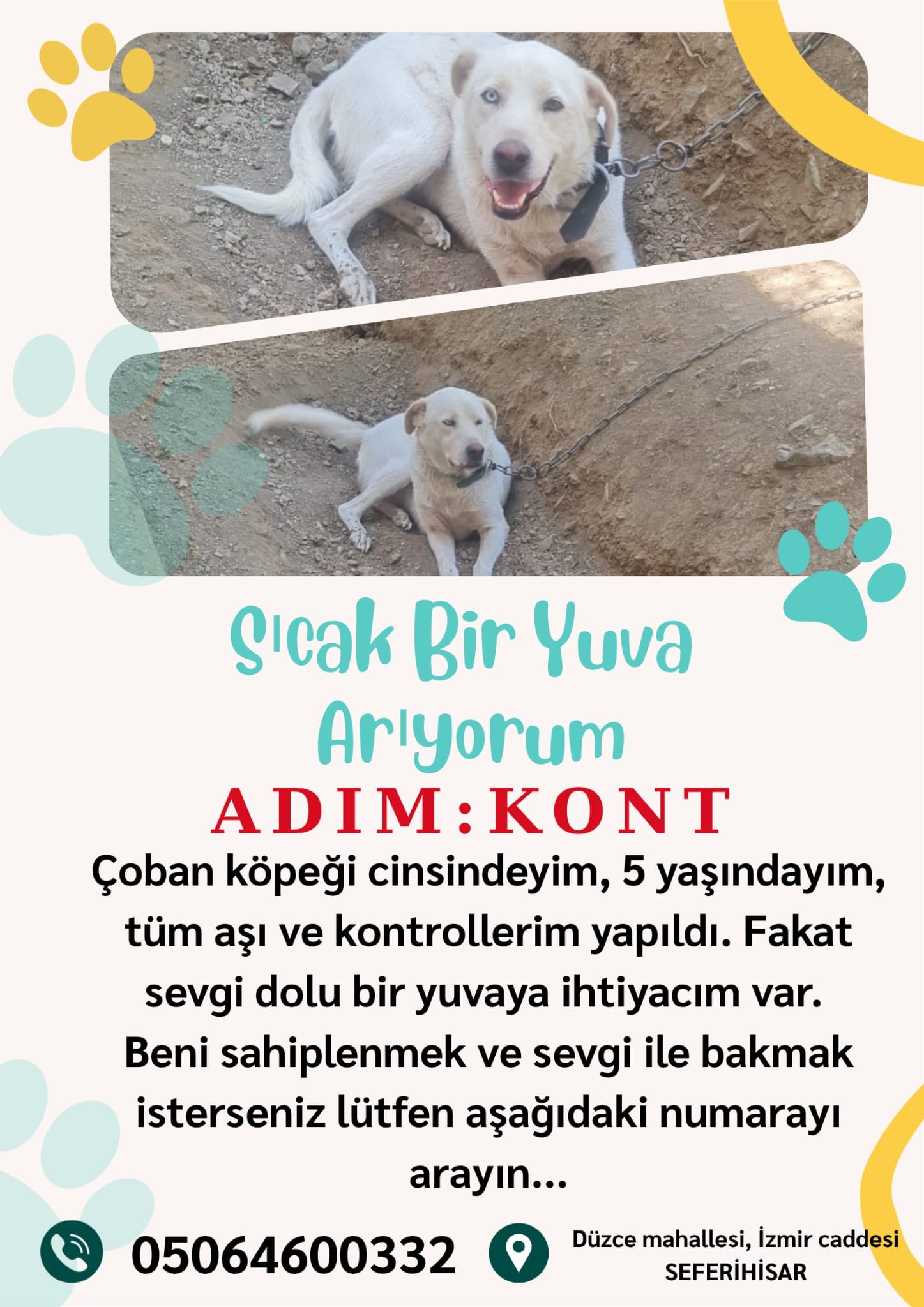 Cok acıl yuva aranıyor