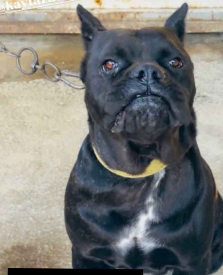 Yalova'da kaybolan köpek