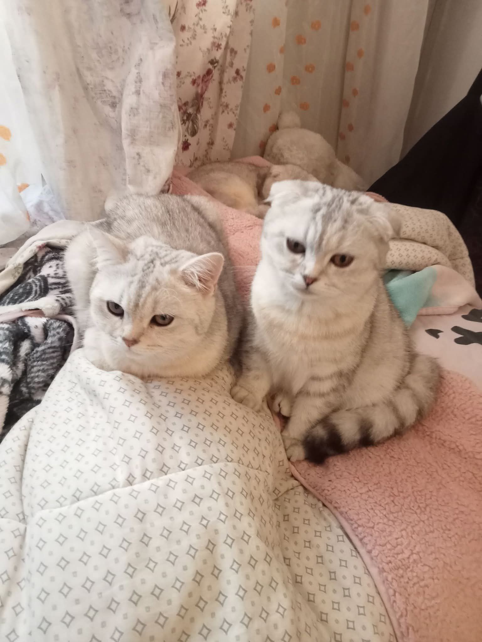 2 kedimi sahiplendirmek istiyorum