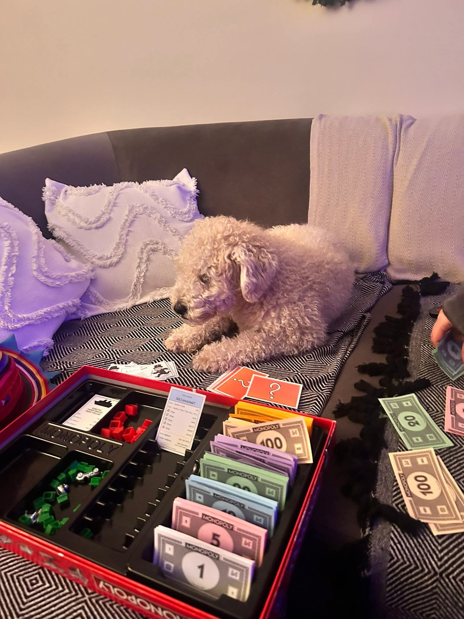 Toy Poodle oğlumuza sevgi dolu bir yuva arıyoruz.