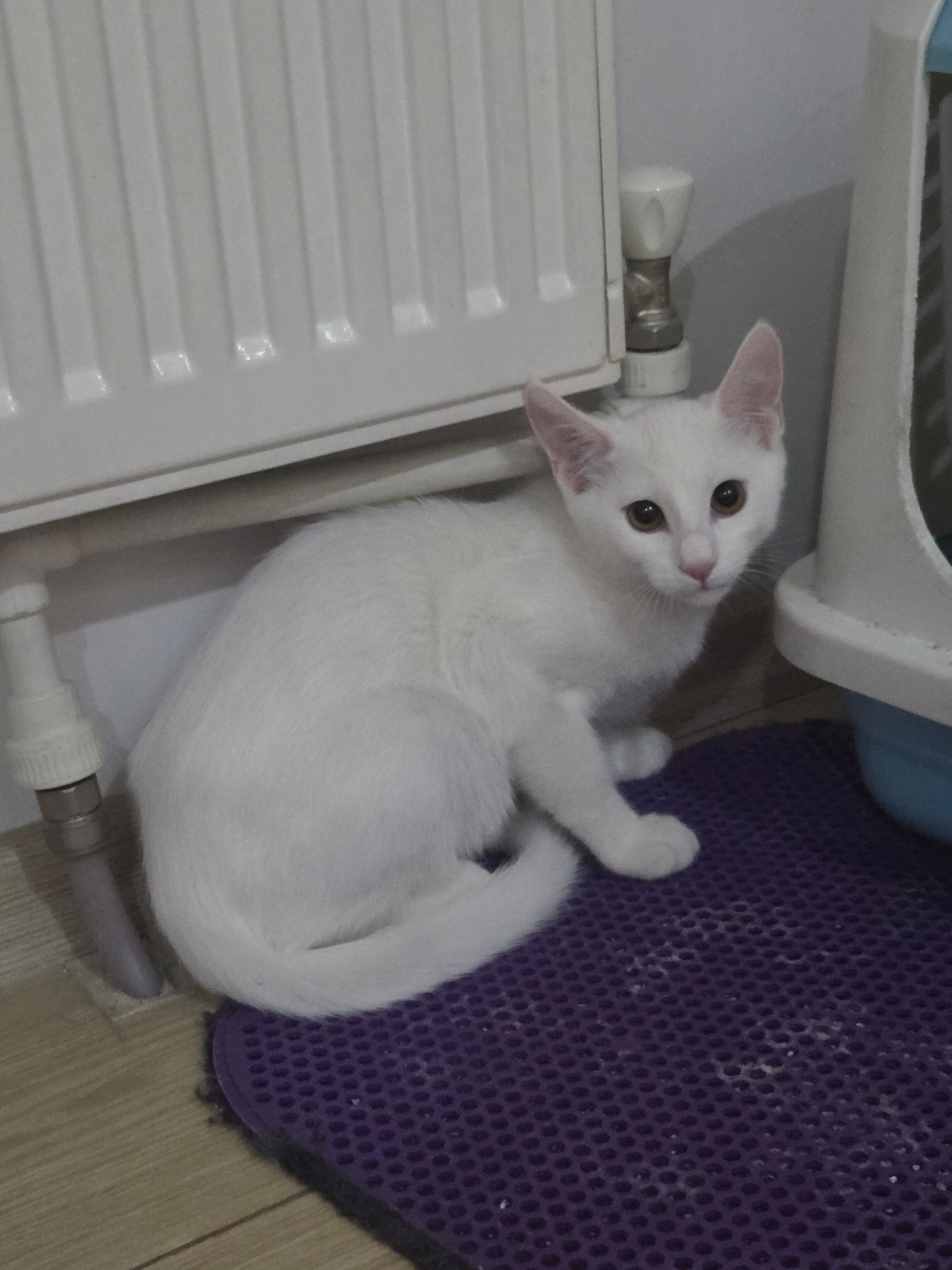 İki yavru erkek kedi