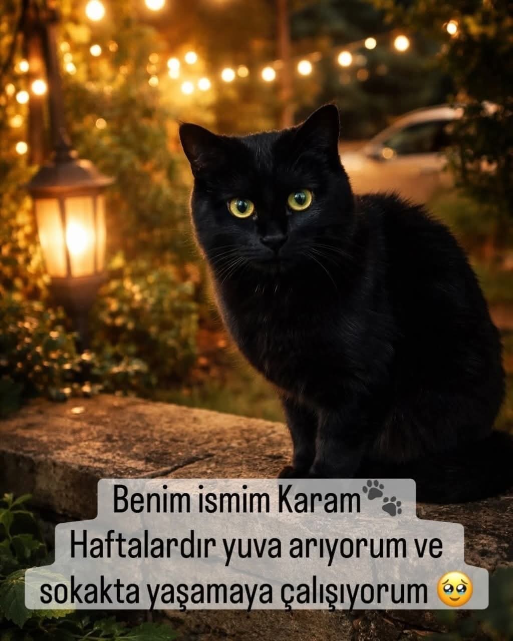 1 yaş civarı yuva arıyor