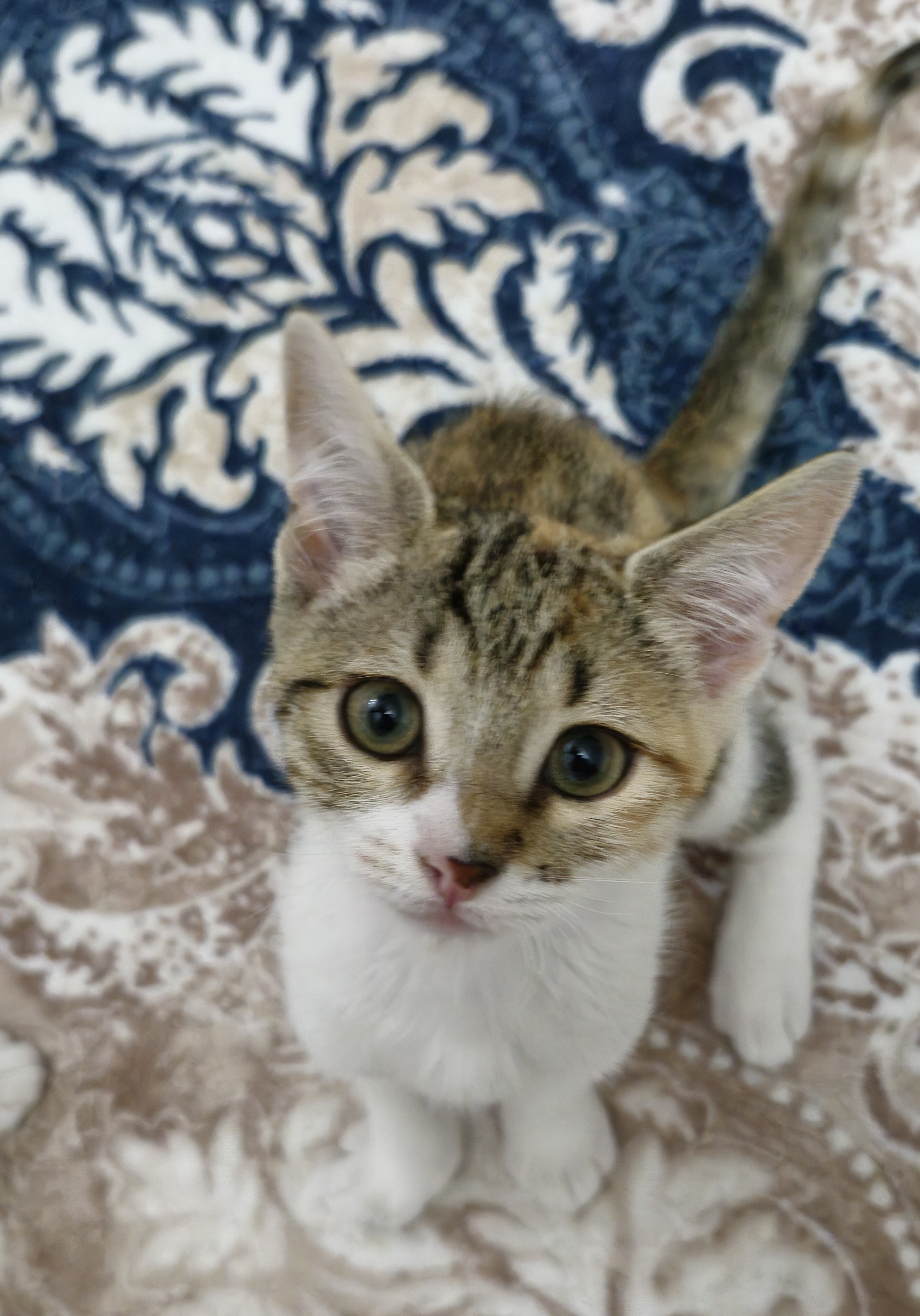 Yavru Kedi yeni yuvasını arıyor