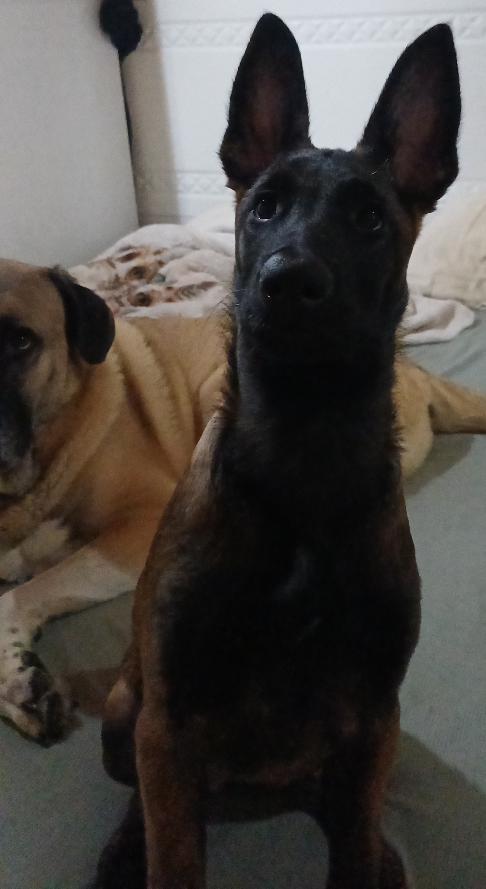Belçika malinois dişi 3 aylık