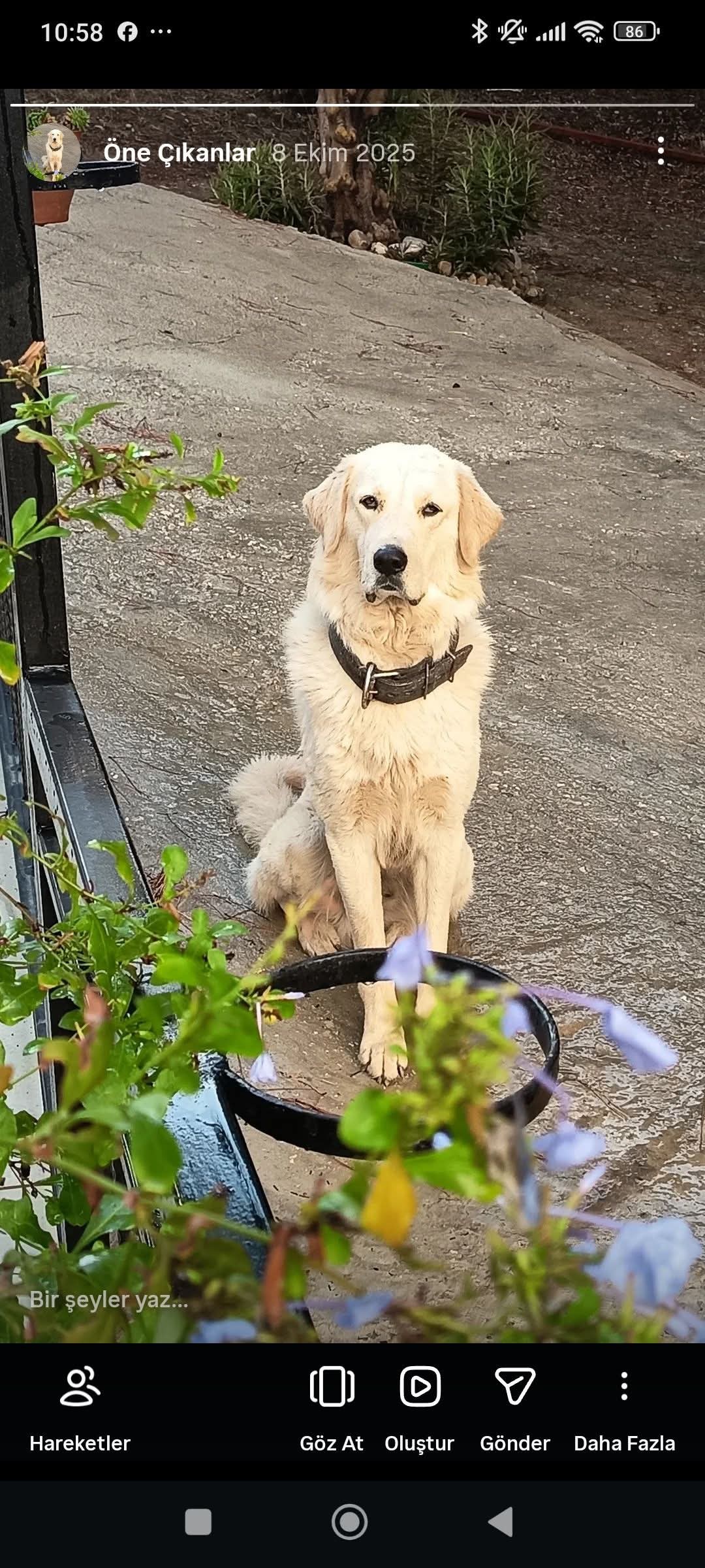 Söke'de kayıp köpek