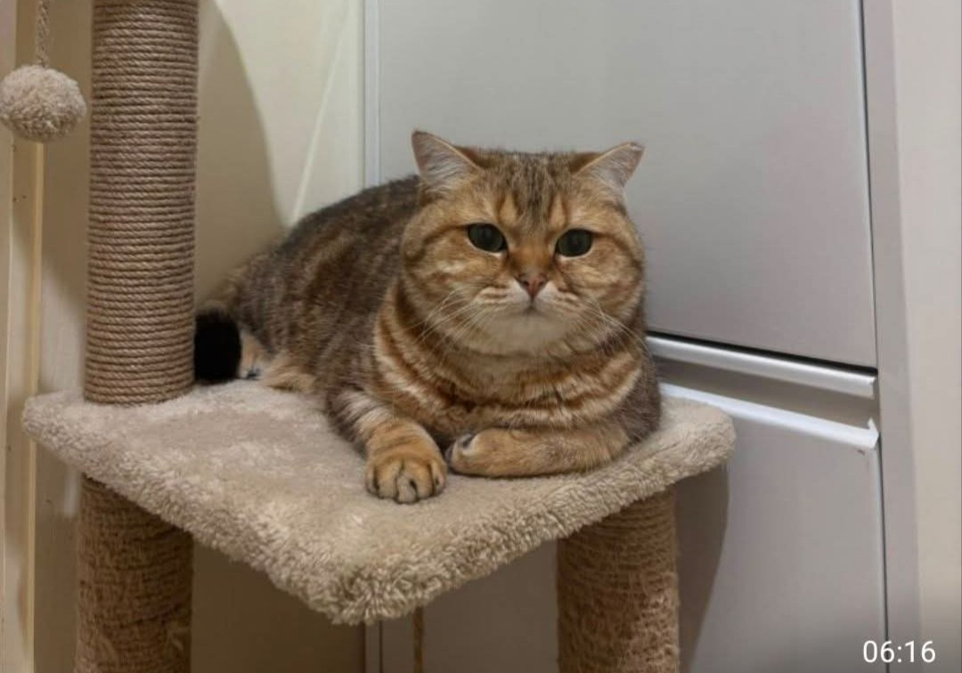 Eskişehir, Tepebaşı kayıp kedi aranıyor!