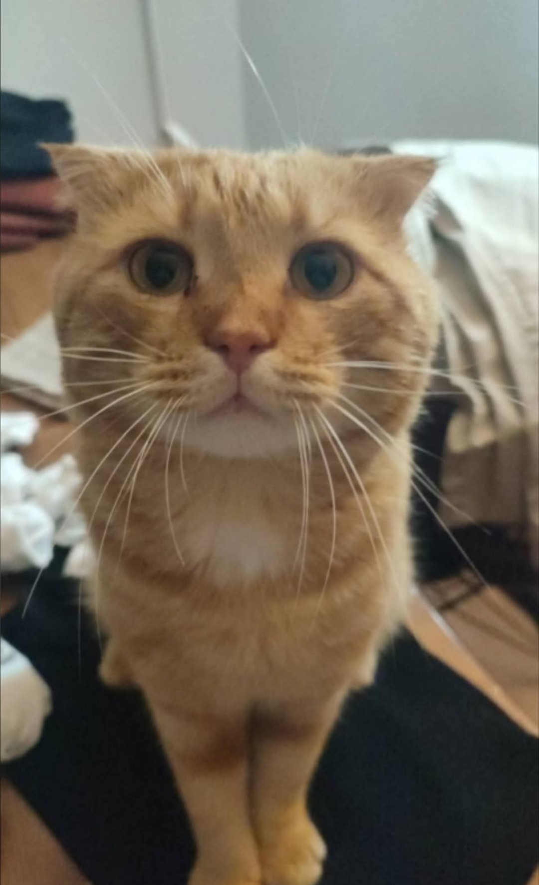 Bodrum'da kayıp kedi