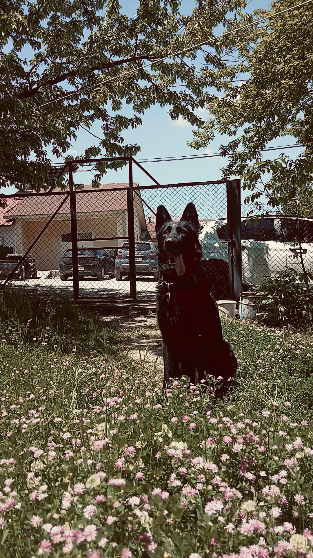 Gölge 3 yaşında