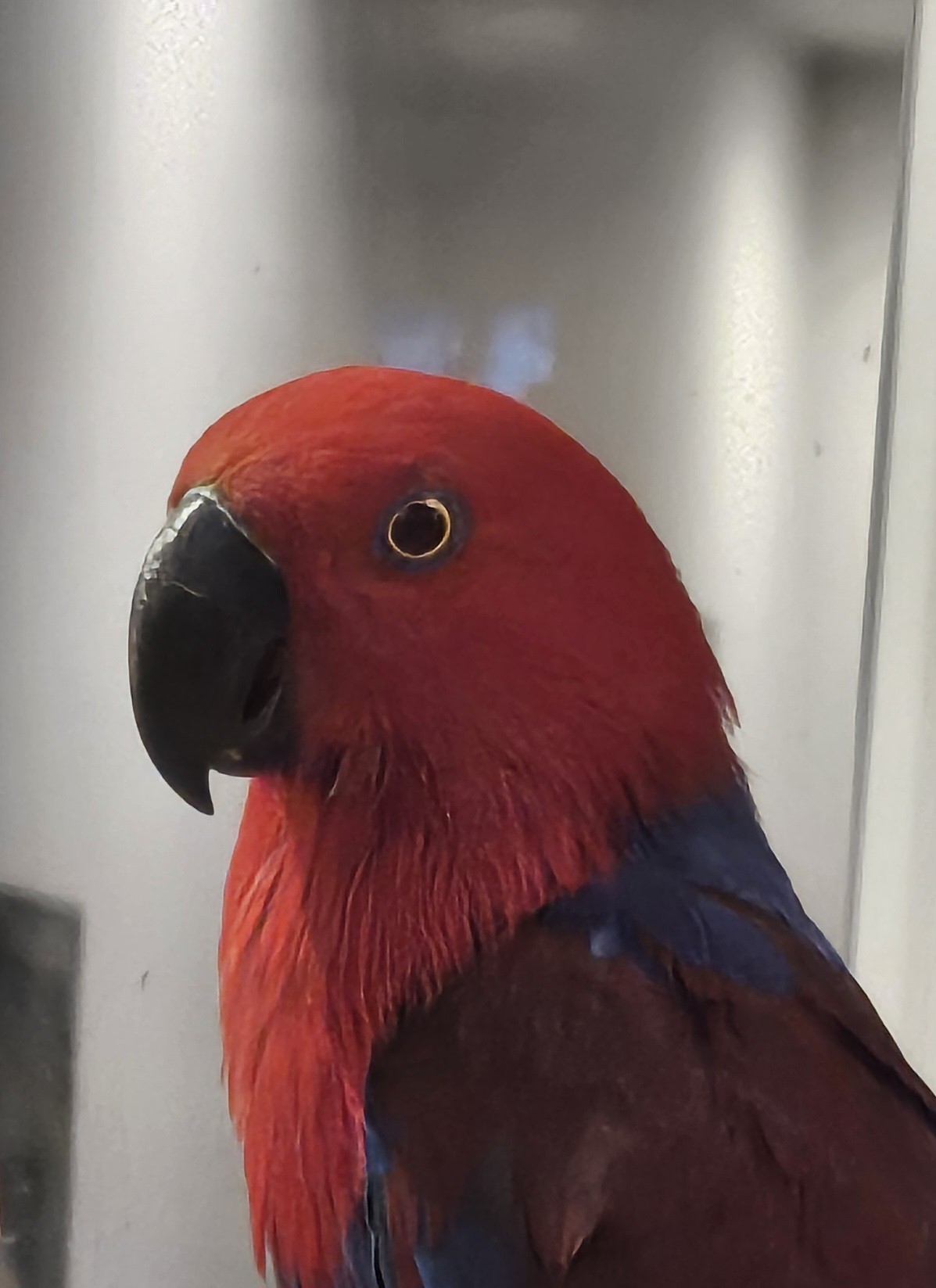 Çipli Eclectus papağanımız kayıptır.