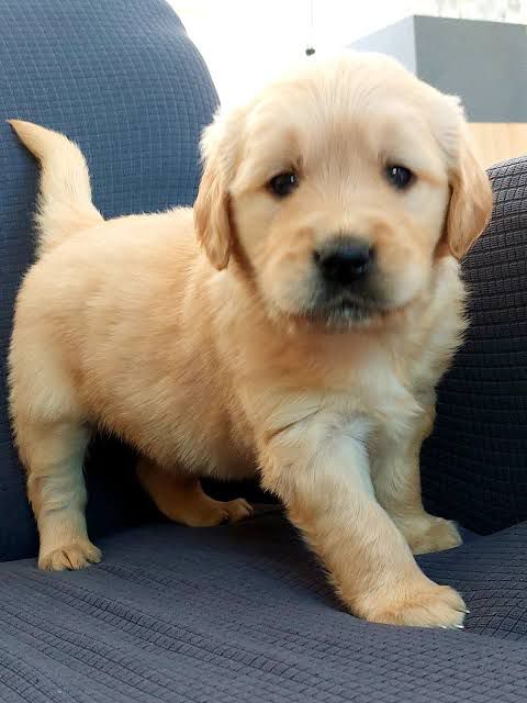 1 yaşında golden