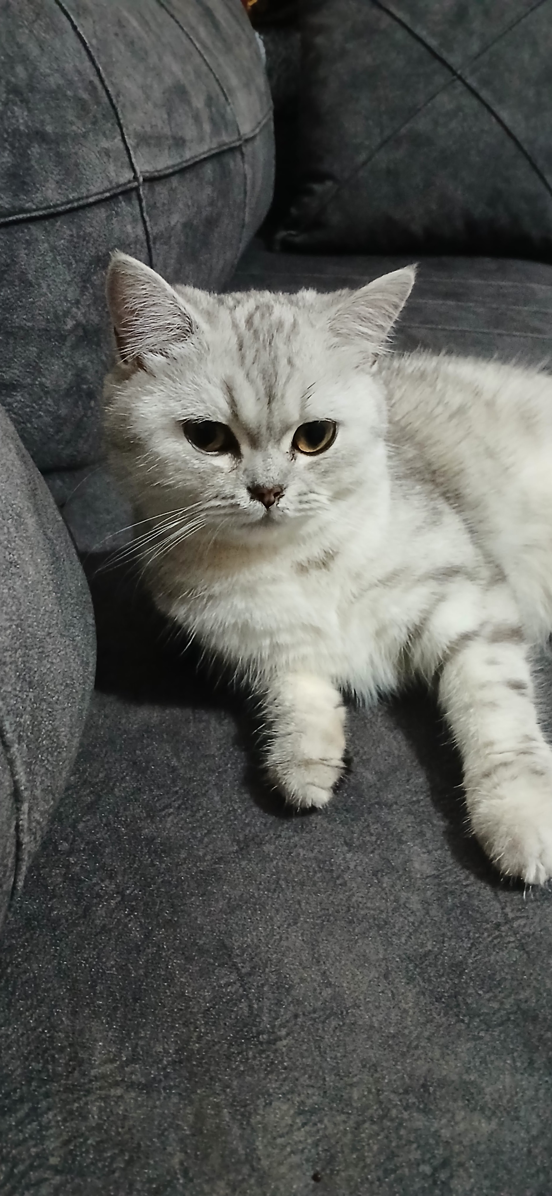 Ev kedisi 6 aylık