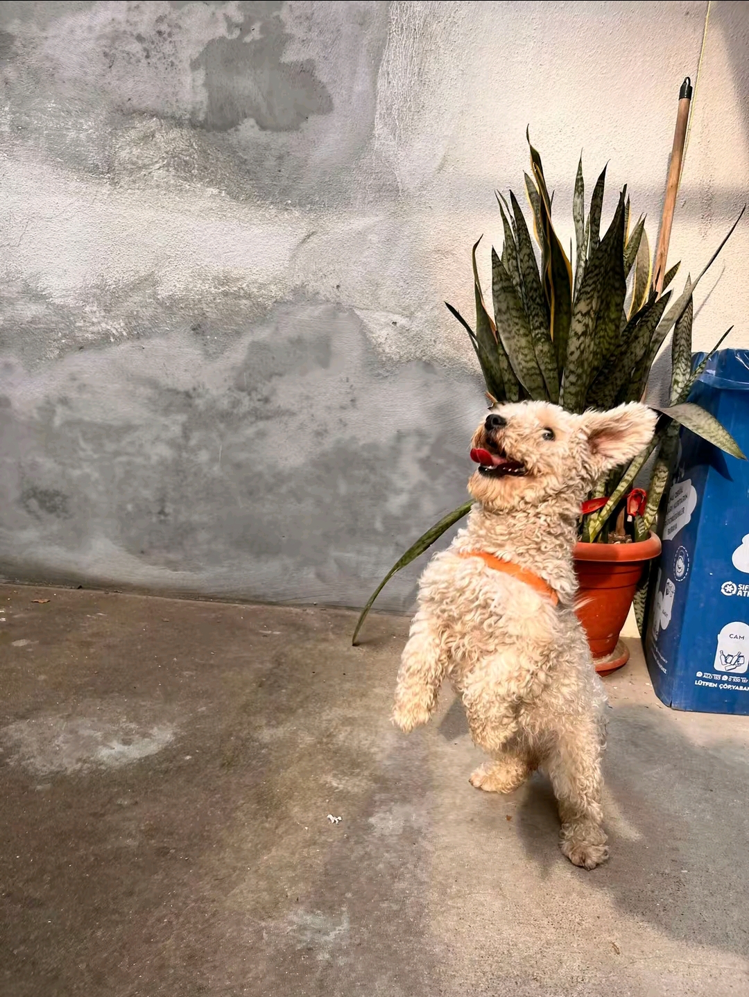 İnegölde kayıp poodle