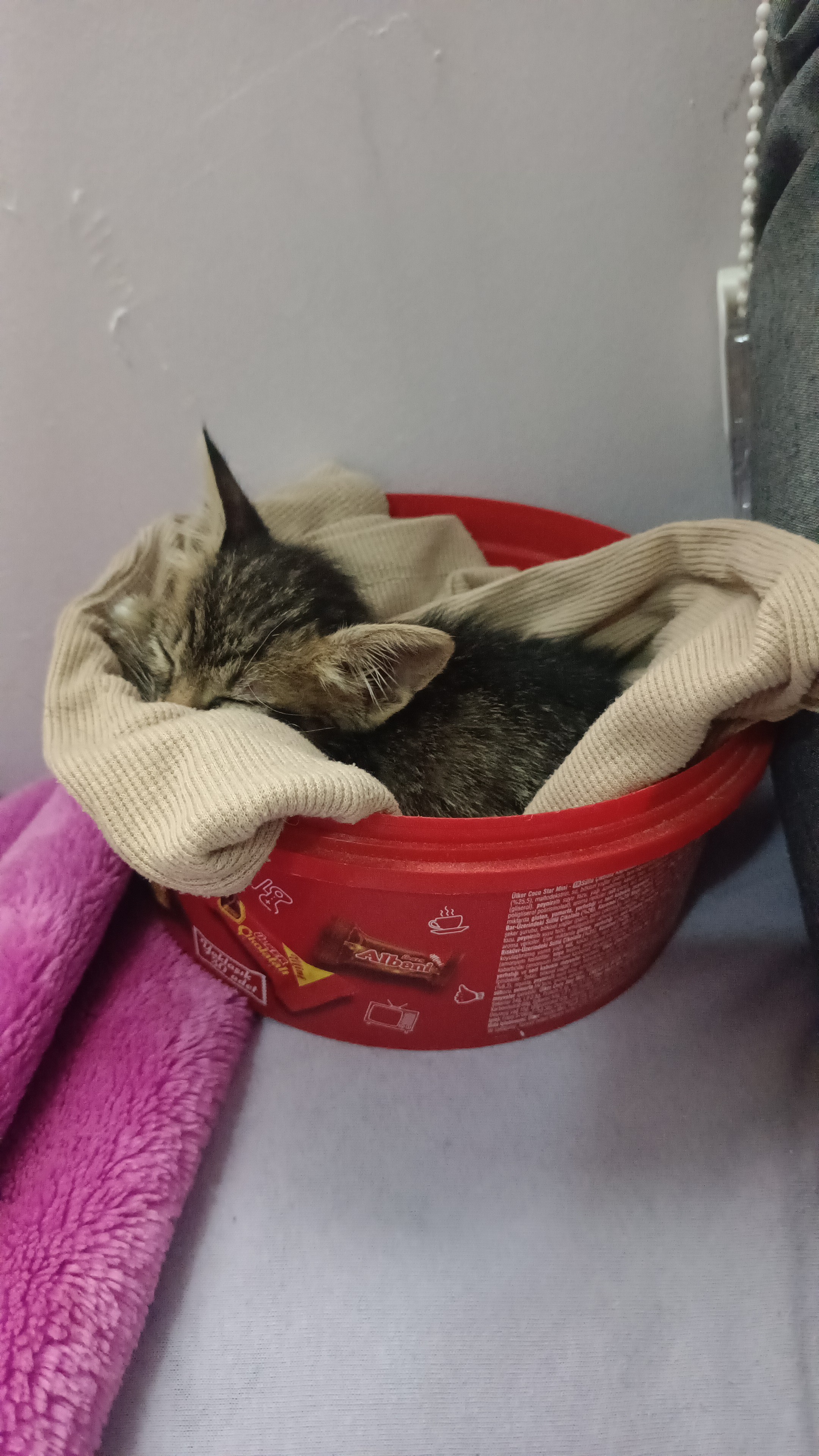 Tekir kedi