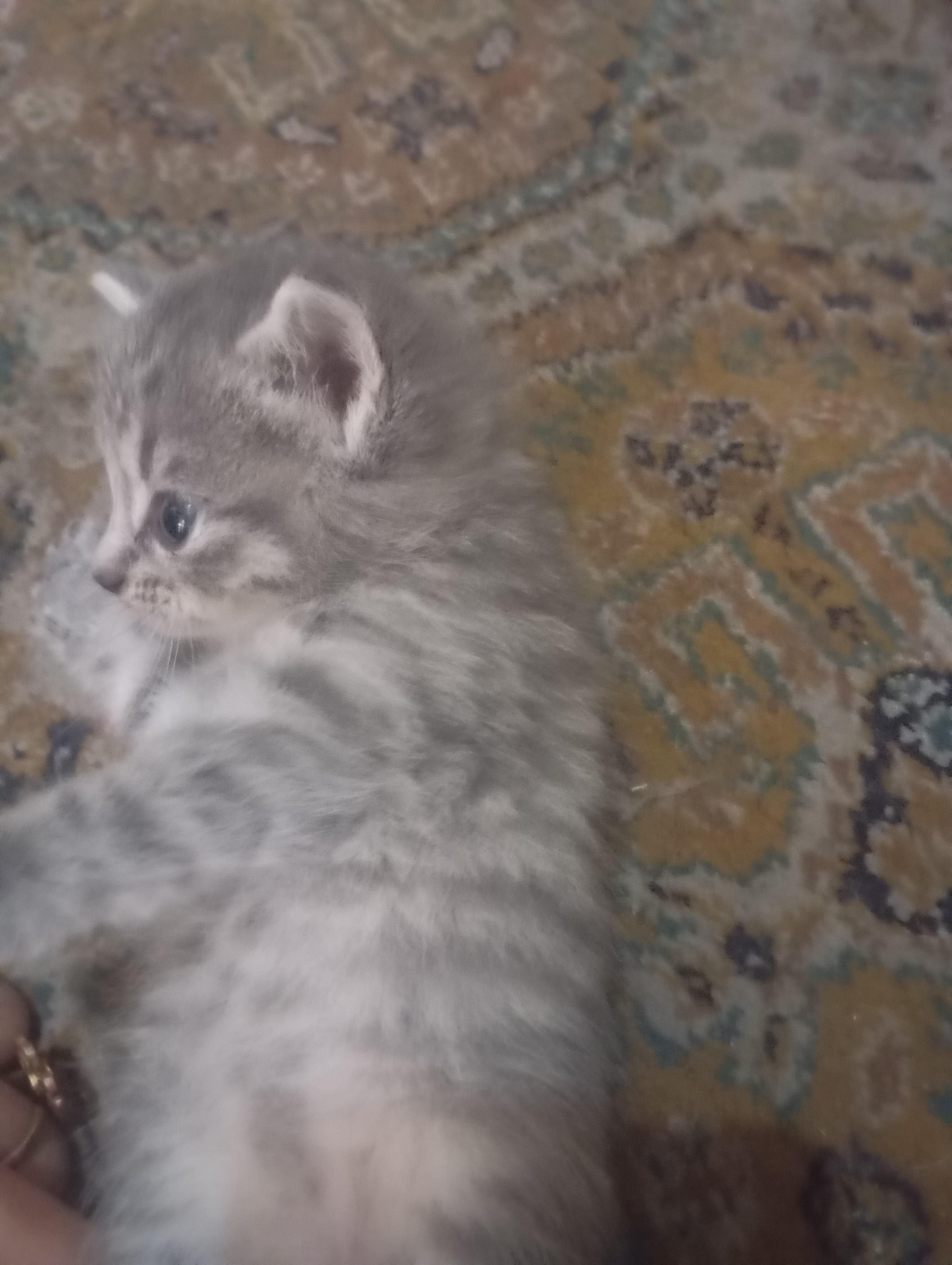 0-2 aylık britsh shorthair kedi