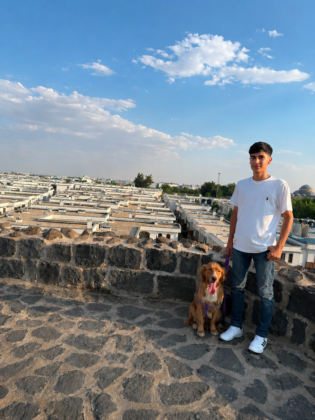 1 yaşında dişi golden retriver