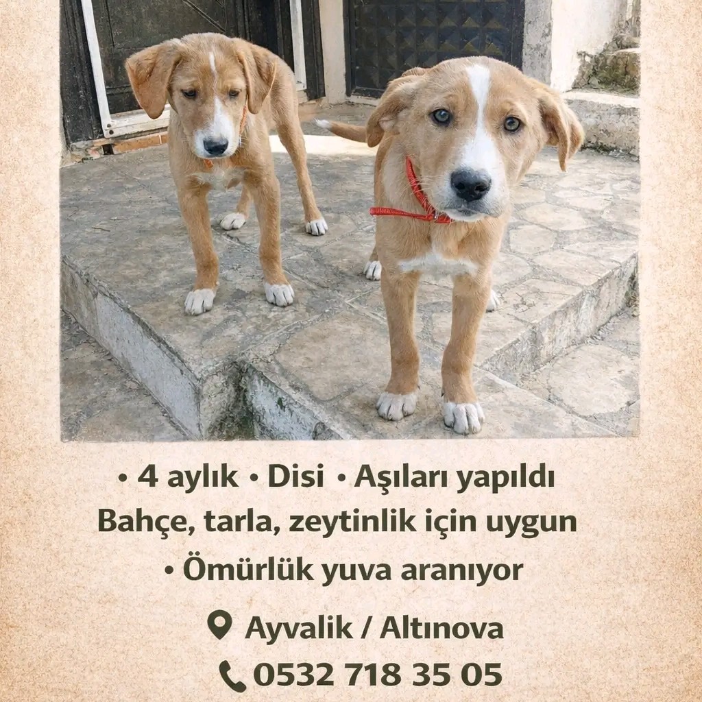 Yavru köpek