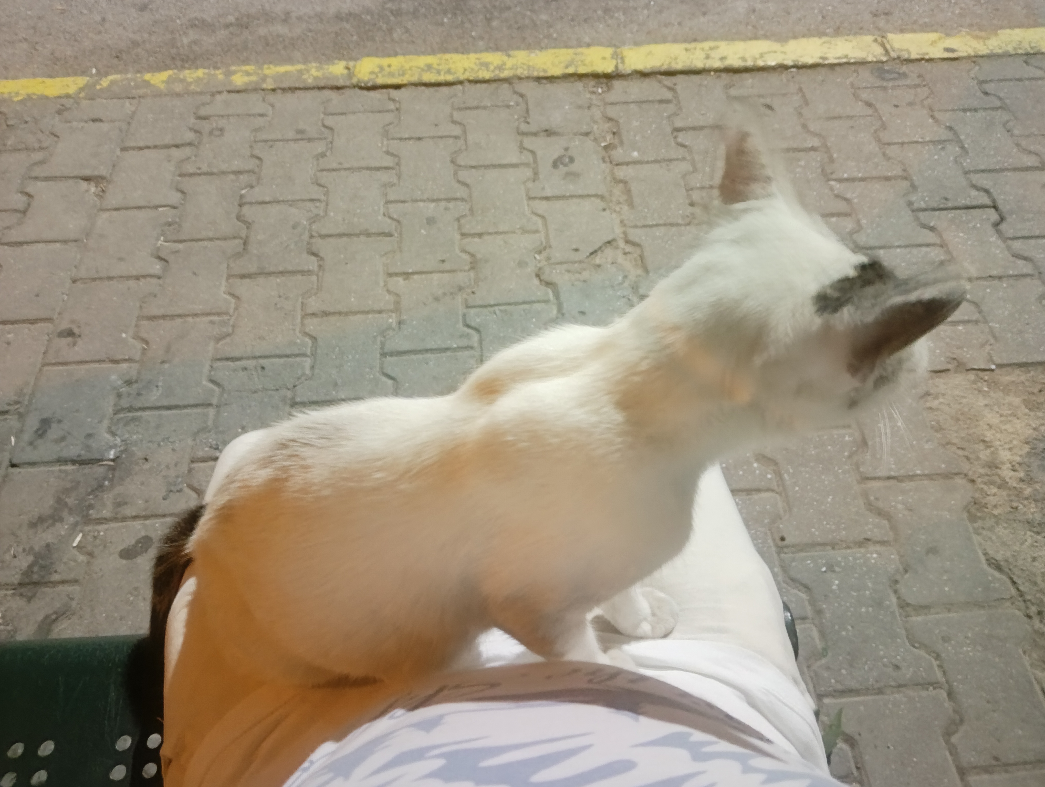 Bu kediyi sokakta gördüm (Kedi benim değildir+sahibi aranıyor)