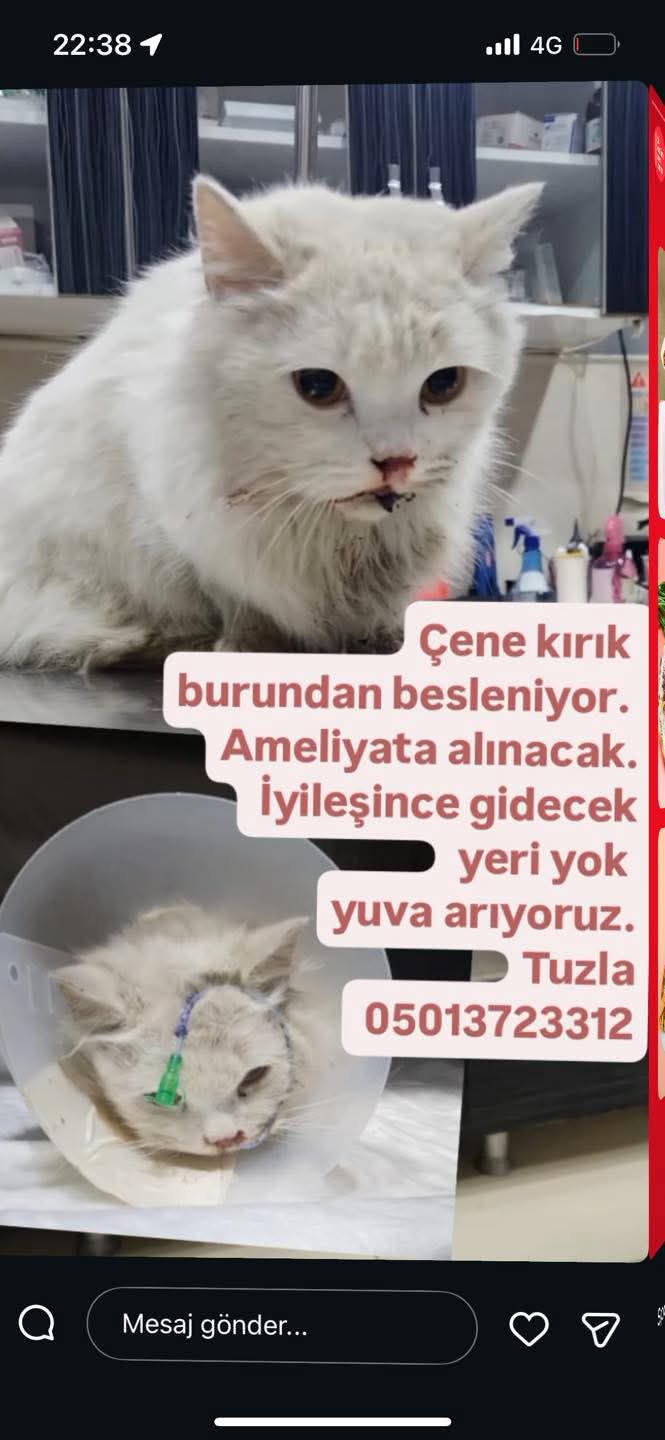 Bu yavruya yuva arıyoruz