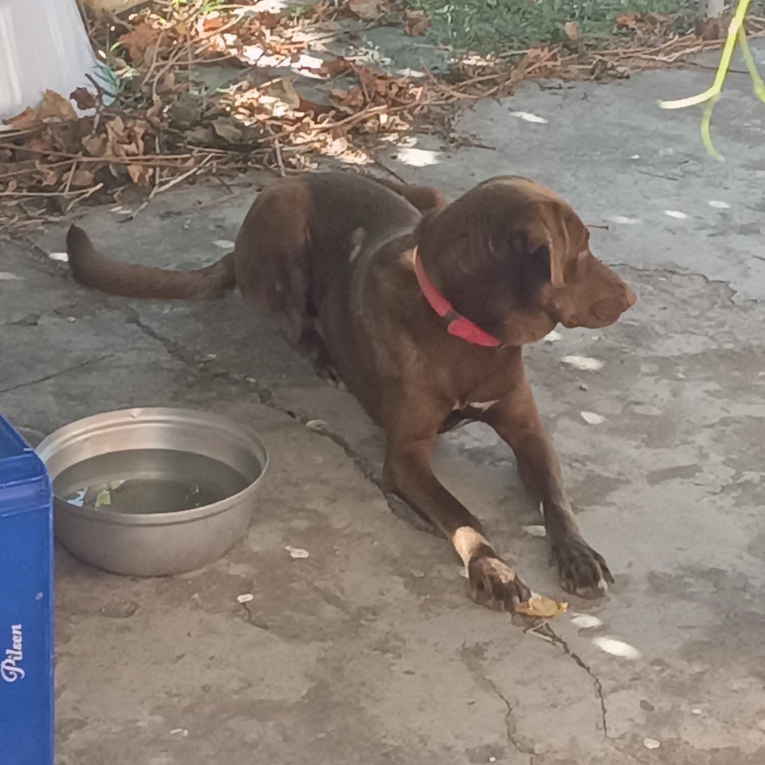 3 yaşında Labrador